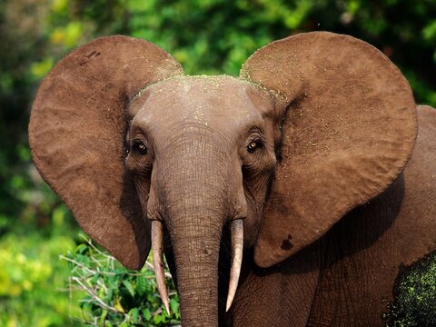 Female forest elephant in Gabon