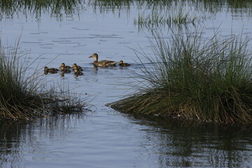 Patos nadando en formación militar