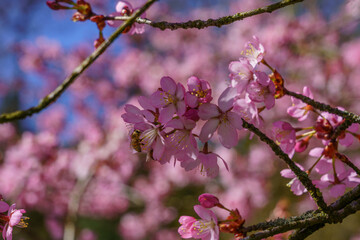 Fototapeta na wymiar A brown stripped Honey Bee pollinating delicate pink Cherry blossom as sunlight casts shadows and light on the delicate petals.