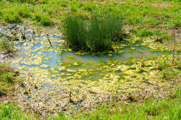 Swamp in wetland with green grass and mud