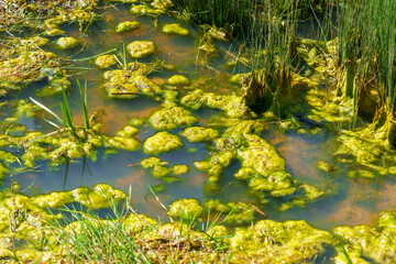 Green swamp grass in summer swampland