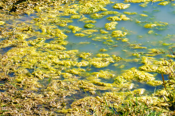 Green swamp algae in summer swampland