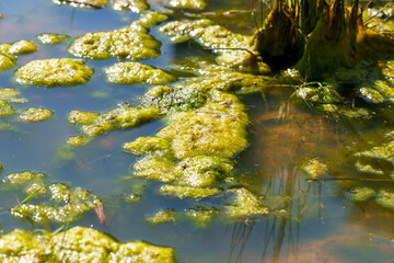Swamp in wetland with green grass and mud