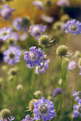Wild purple flowers on the blurry nature background. Close up photo