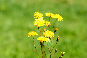 Yellow dandelion flowers on a wild green field