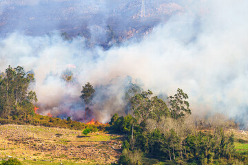 Fototapeta na wymiar Wildfire, brushfire in woodland on a montaine hill. Spain forest fire