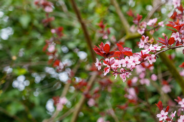 Spring pink blooming flowers of cherry plum tree