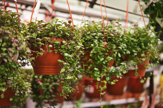 Callisia Repens plants in hanging pots. Home plants in greenhouse.