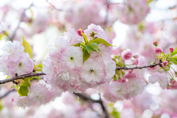 春の美しい八重桜