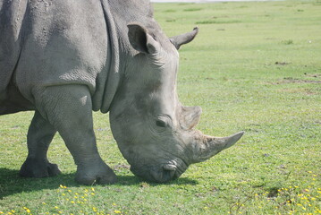 Fototapeta premium White Rhino Grazing
