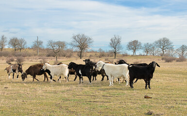 A flock of goats graze in the steppe. Animal husbandry in the countryside