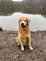 beautiful smart dog on the shore of a forest lake