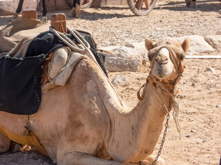 Detail of a camel with saddle on. The animal was lying down on the Giza plateau.