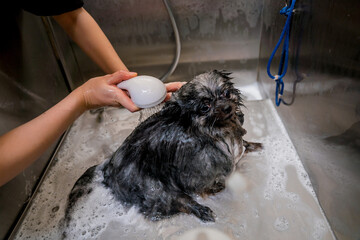 Groomer washing a Pomeranian dog at the bath of grooming salon