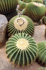 Green cacti on the sandy ground in the park. Beautiful tropical cactus garden in Nong Nooch Garden in Pattaya, Thailand. Tourist destination. Landscape. Vertical photo