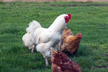 Close-up of a chicken grazing in a green field, healthy natural food.