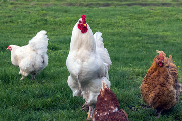 Rooster with chickens graze in the meadow.