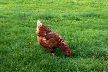 Chickens graze freely on the grass