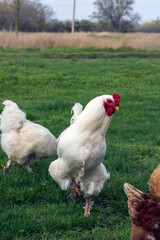 Rooster with chickens graze in the meadow.