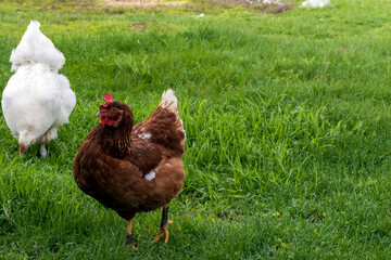 chickens in the back yard grazing a large flock of chickens