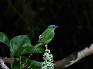 Nome Científico
Dacnis cayana
(Linnaeus, 1766)
Nome em Inglês
Blue Dacnis