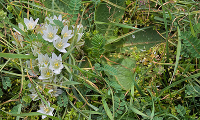 Bright juicy spring grass and first white flowers