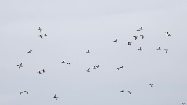 ducks flies through the spring sky slow motion