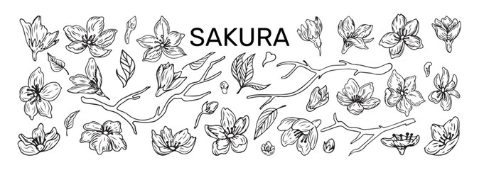 Sakura flowers. Blossoms sketch. Line petals. Outline hand drawn Japanese plant leaves and branches. Japan bloom icons. Oriental botanical logo. Vector tidy isolated floral elements set