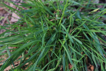 Young grass in the spring garden