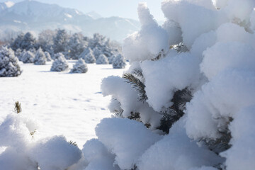 Branches fir tree covered with fluffy snow. Fabulous Christmas card