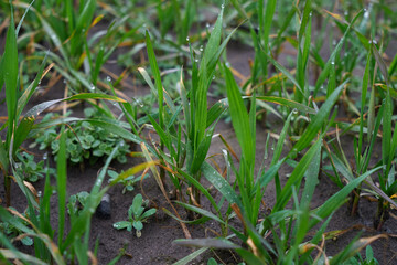 Image of young wheat sprouts.
