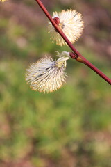 Catkins are blooming in the garden