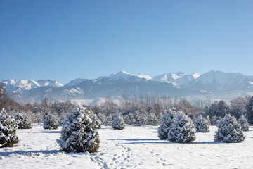 winter landscape with pines and mountains in Kazakhstan, Almaty