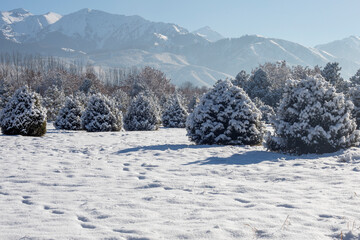 winter landscape with pines and mountains in Kazakhstan, Almaty