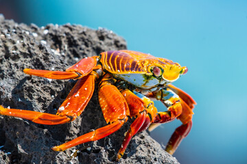Up close with Sally Lightfoot (crag) on the Galápagos Islands