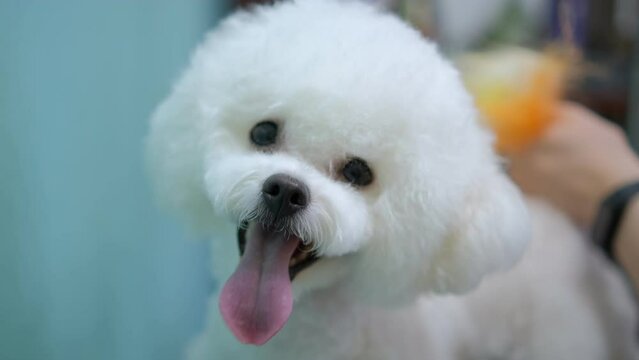 Dog grooming salon. A female groomer dries a white Bichon Frize dog with a hair dryer after bathing. grooming dog haircut