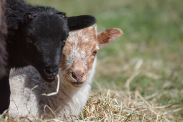 Adorable little newborn sheep lambs in the hay - 590864534