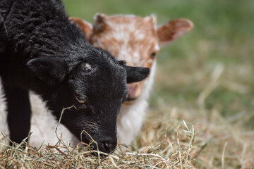 Adorable little newborn sheep lambs in the hay - 590864576