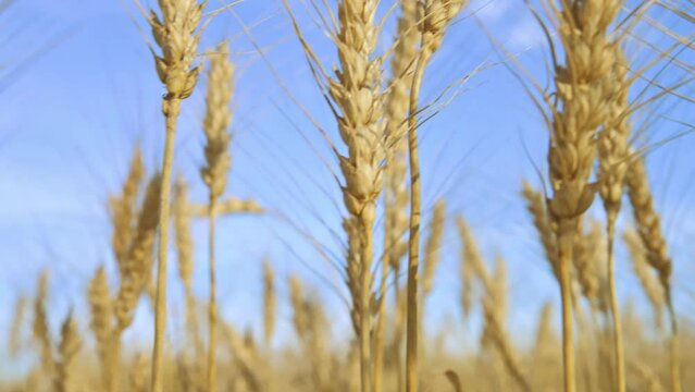 Golden wheat colossus waving with the wind. 4k video footage in slow motion