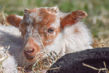 Adorable little newborn sheep lambs in the hay - 590864710