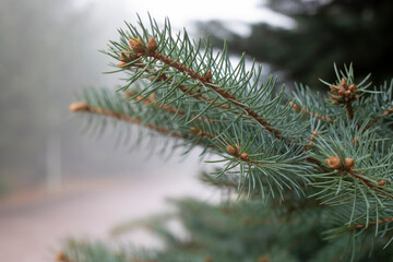 Brunch of Blue Spruce Tree close up