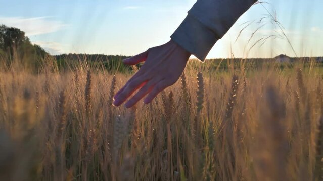 Woman toching golden wheat colossus in the evening 