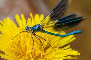 Blue dragonfly on a yellow flower.