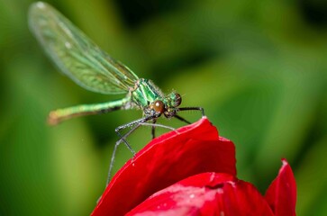 Green dragonfly on red tulip flower.