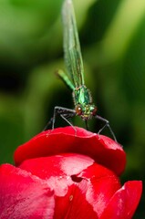 Green dragonfly on red tulip flower.