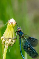 Blue dragonfly on a flower in the wild.