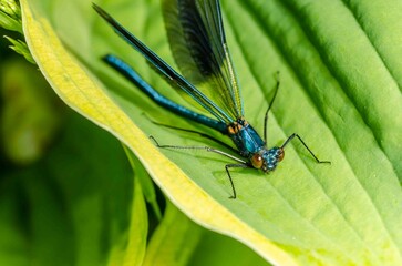 Blue dragonfly on a green leaf in the wild.