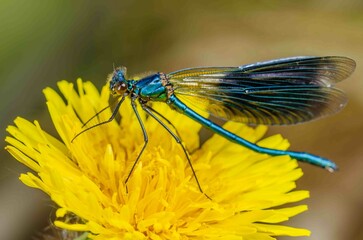Blue dragonfly on a yellow flower.