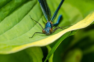 Fototapeta premium Blue dragonfly on a green leaf in the wild.