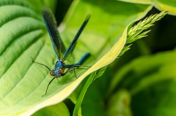 Blue dragonfly on a green leaf in the wild.